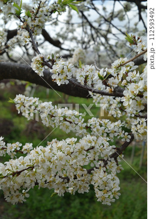 花 フラワー お花 112593492