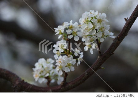 花 フラワー お花 112593496