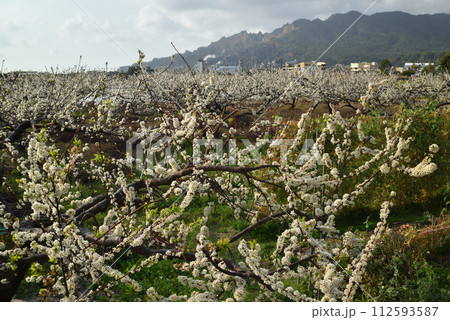 花 フラワー お花 112593587