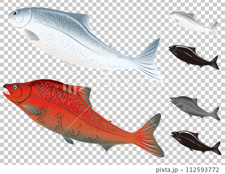 兩種帶有可愛面孔的鮭魚和鱒魚插圖集（單色和剪影） 112593772
