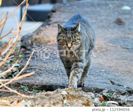 冬の道を堂々と歩くねこ　キジトラ 112594056