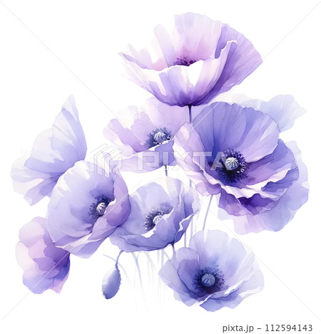 Purple poppy 112594143