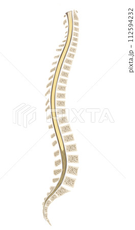 spinal cord 112594232