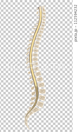 spinal cord 112594232