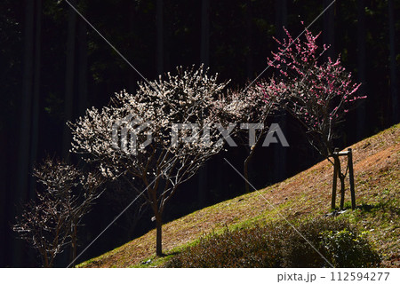 東京都 青梅市 伐採後のニュー吉野梅郷 東京都 青梅市 伐採後のニュー吉野梅郷 112594277