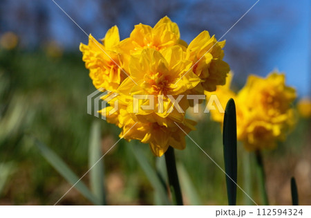 黄色い八重咲水仙の花　（香川県まんのう町） 112594324
