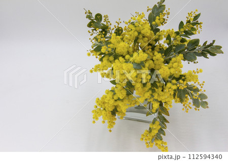 春の香りミモザの花 春の香りミモザの花 112594340