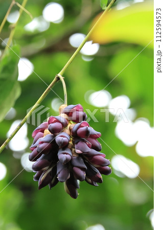 自然 植物 カショウクズマメ、八重山や台湾に分布。マメ科トビカズラ属のつる性常緑樹 自然 植物 カショウクズマメ、八重山や台湾に分布。マメ科トビカズラ属のつる性常緑樹 112594573