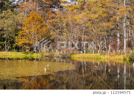 秋の長野 紅葉見頃の戸隠 みどりが池 秋の長野 紅葉見頃の戸隠 みどりが池 112594575