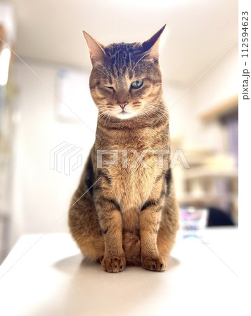 【保護猫】リビングのテーブルでウインクするキジトラ猫 【保護猫】リビングのテーブルでウインクするキジトラ猫 112594623
