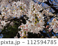 桜咲く 112594785