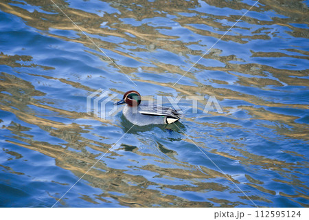 信濃川・やすらぎ堤の小鴨(こがも) 112595124