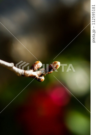 桜 河津桜 (かわづざくら) の蕾 桜 河津桜 (かわづざくら) の蕾 112595181
