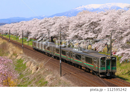 白石川堤一目千本桜を行く東北本線701系(仙台地区) 白石川堤一目千本桜を行く東北本線701系(仙台地区) 112595242