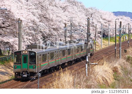 白石川堤一目千本桜を行く東北本線701系（仙台地区） 112595251