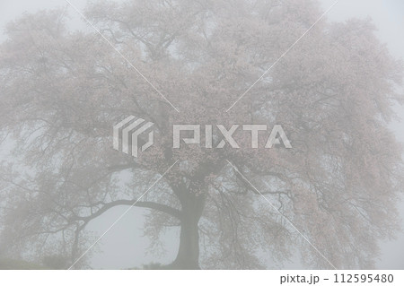 妖艶 ワニ塚の桜 妖艶 ワニ塚の桜 112595480