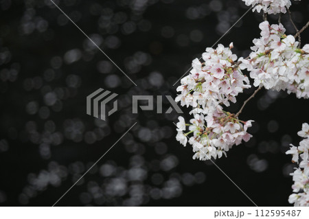 目黒川の桜 112595487