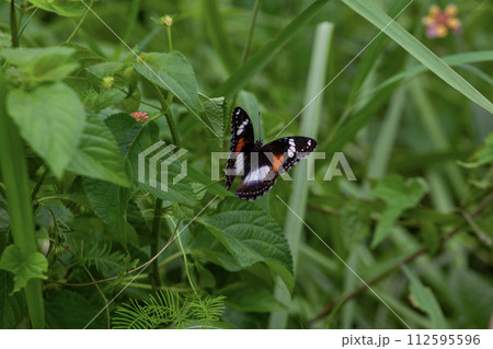 butterfly on a leaf 112595596