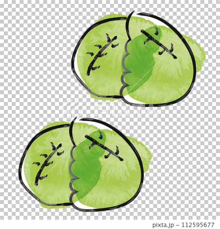 hand painted watercolor cute cabbage hand painted watercolor cute cabbage 112595677