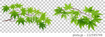 Background material wallpaper, Japanese maple, fresh green, branch, leaf, Japanese style, temple, title, can be used horizontally, copy space, white background 112595749