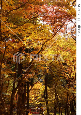 もみじ（奈良県桜井市） 112595849