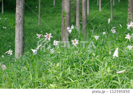 森林と日陰に咲く希少な植物のササユリ。みたけの森のささゆり 112595850