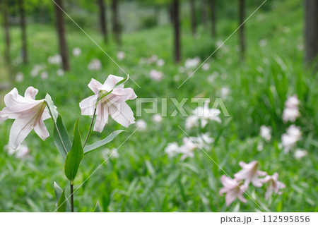 森林と日陰に咲く希少な植物のササユリ。優雅な花びらと後ろ姿 森林と日陰に咲く希少な植物のササユリ。優雅な花びらと後ろ姿 112595856