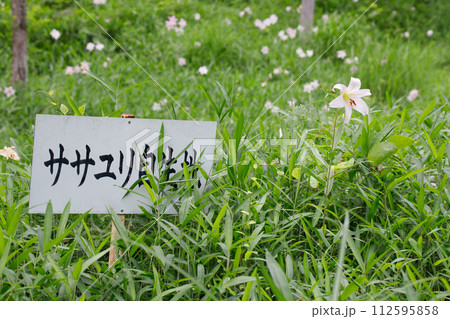 森林と日陰に咲く希少な植物のササユリとササユリ自生地の看板 112595858