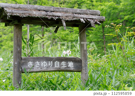 森林と日陰に咲く希少な植物のササユリ自生地の木製看板 112595859