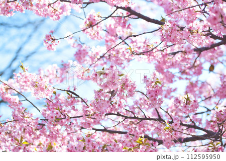 代々木公園 早咲きの河津桜 春 代々木公園 早咲きの河津桜 春 112595950