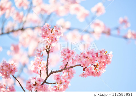 代々木公園　早咲きの河津桜　春 112595951