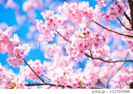 代々木公園 早咲きの河津桜 春 代々木公園 早咲きの河津桜 春 112595996