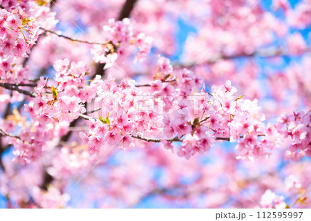 代々木公園　早咲きの河津桜　春 112595997
