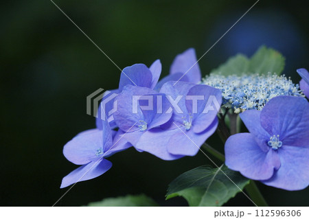 ブルーのガクアジサイ 112596306