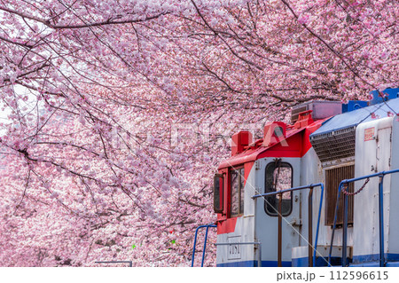 Cherry blossom festival at Yeojwacheon Stream, Jinhae Gunhangje festival, Jinhae, South Korea, Cherry blossom with train in South Korea is the popular cherry blossom, jinhae South Korea. 112596615