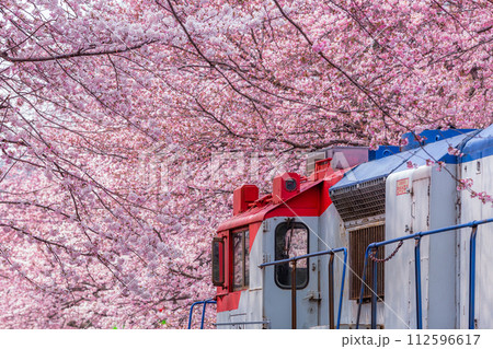 Cherry blossom festival at Yeojwacheon Stream, Jinhae Gunhangje festival, Jinhae, South Korea, Cherry blossom with train in South Korea is the popular cherry blossom, jinhae South Korea. Cherry blossom festival at Yeojwacheon Stream, Jinhae Gunhangje festival, Jinhae, South Korea, Cherry blossom with train in South Korea is the popular cherry blossom, jinhae South Korea. 112596617