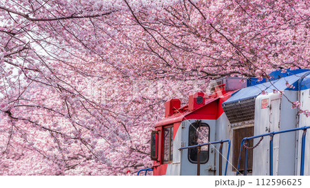 Cherry blossom festival at Yeojwacheon Stream, Jinhae Gunhangje festival, Jinhae, South Korea, Cherry blossom with train in South Korea is the popular cherry blossom, jinhae South Korea. 112596625