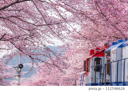 Cherry blossom festival at Yeojwacheon Stream, Jinhae Gunhangje festival, Jinhae, South Korea, Cherry blossom with train in South Korea is the popular cherry blossom, jinhae South Korea. 112596626