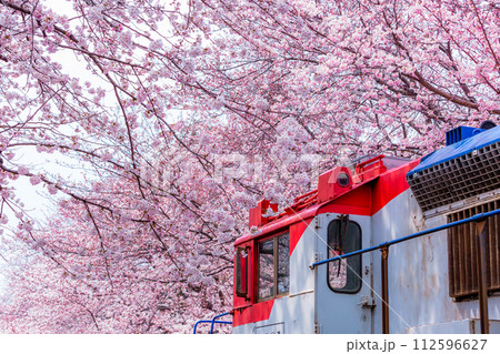 Cherry blossom festival at Yeojwacheon Stream, Jinhae Gunhangje festival, Jinhae, South Korea, Cherry blossom with train in South Korea is the popular cherry blossom, jinhae South Korea. 112596627