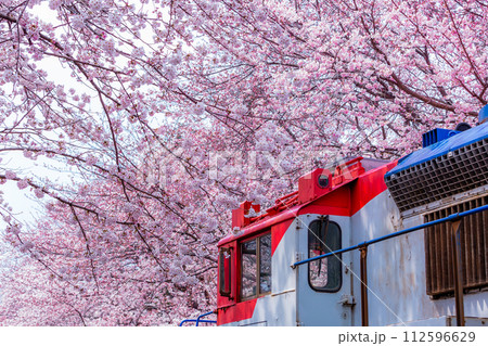 Cherry blossom festival at Yeojwacheon Stream, Jinhae Gunhangje festival, Jinhae, South Korea, Cherry blossom with train in South Korea is the popular cherry blossom, jinhae South Korea. 112596629
