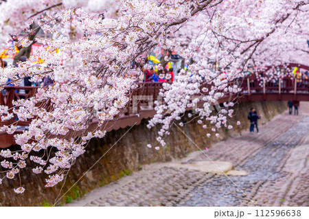 Cherry blossom festival at Yeojwacheon Stream, Jinhae Gunhangje festival, Jinhae, South Korea, Cherry blossom with train in South Korea is the popular cherry blossom, jinhae South Korea. Cherry blossom festival at Yeojwacheon Stream, Jinhae Gunhangje festival, Jinhae, South Korea, Cherry blossom with train in South Korea is the popular cherry blossom, jinhae South Korea. 112596638