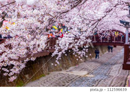 Cherry blossom festival at Yeojwacheon Stream, Jinhae Gunhangje festival, Jinhae, South Korea, Cherry blossom with train in South Korea is the popular cherry blossom, jinhae South Korea. 112596639