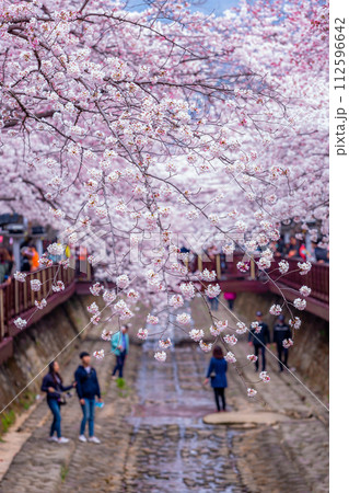 Cherry blossom festival at Yeojwacheon Stream, Jinhae Gunhangje festival, Jinhae, South Korea, Cherry blossom with train in South Korea is the popular cherry blossom, jinhae South Korea. Cherry blossom festival at Yeojwacheon Stream, Jinhae Gunhangje festival, Jinhae, South Korea, Cherry blossom with train in South Korea is the popular cherry blossom, jinhae South Korea. 112596642