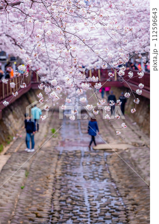 Cherry blossom festival at Yeojwacheon Stream, Jinhae Gunhangje festival, Jinhae, South Korea, Cherry blossom with train in South Korea is the popular cherry blossom, jinhae South Korea. Cherry blossom festival at Yeojwacheon Stream, Jinhae Gunhangje festival, Jinhae, South Korea, Cherry blossom with train in South Korea is the popular cherry blossom, jinhae South Korea. 112596643