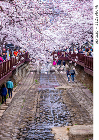 Cherry blossom festival at Yeojwacheon Stream, Jinhae Gunhangje festival, Jinhae, South Korea, Cherry blossom with train in South Korea is the popular cherry blossom, jinhae South Korea. 112596646
