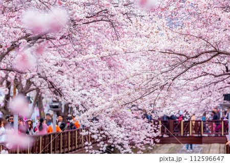 Cherry blossom festival at Yeojwacheon Stream, Jinhae Gunhangje festival, Jinhae, South Korea, Cherry blossom with train in South Korea is the popular cherry blossom, jinhae South Korea. Cherry blossom festival at Yeojwacheon Stream, Jinhae Gunhangje festival, Jinhae, South Korea, Cherry blossom with train in South Korea is the popular cherry blossom, jinhae South Korea. 112596647