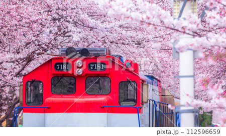 Cherry blossom festival at Yeojwacheon Stream, Jinhae Gunhangje festival, Jinhae, South Korea, Cherry blossom with train in South Korea is the popular cherry blossom, jinhae South Korea. 112596659