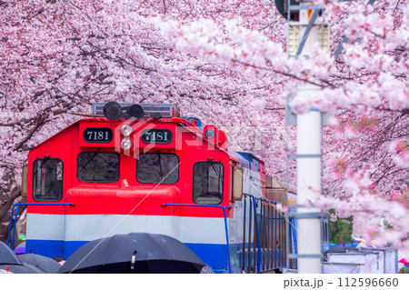 Cherry blossom festival at Yeojwacheon Stream, Jinhae Gunhangje festival, Jinhae, South Korea, Cherry blossom with train in South Korea is the popular cherry blossom, jinhae South Korea. Cherry blossom festival at Yeojwacheon Stream, Jinhae Gunhangje festival, Jinhae, South Korea, Cherry blossom with train in South Korea is the popular cherry blossom, jinhae South Korea. 112596660