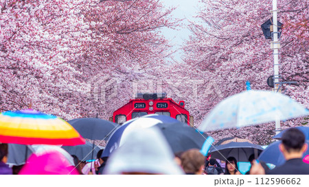 Cherry blossom festival at Yeojwacheon Stream, Jinhae Gunhangje festival, Jinhae, South Korea, Cherry blossom with train in South Korea is the popular cherry blossom, jinhae South Korea. 112596662