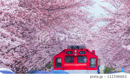 Cherry blossom festival at Yeojwacheon Stream, Jinhae Gunhangje festival, Jinhae, South Korea, Cherry blossom with train in South Korea is the popular cherry blossom, jinhae South Korea. Cherry blossom festival at Yeojwacheon Stream, Jinhae Gunhangje festival, Jinhae, South Korea, Cherry blossom with train in South Korea is the popular cherry blossom, jinhae South Korea. 112596663